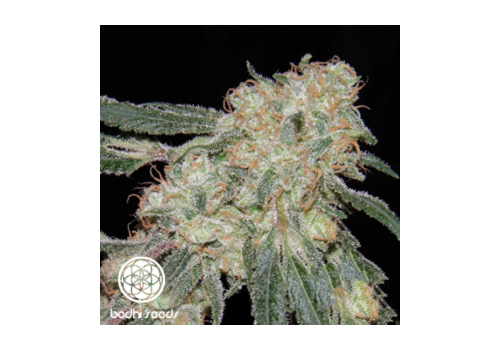 Bodhi Seeds Pagoda