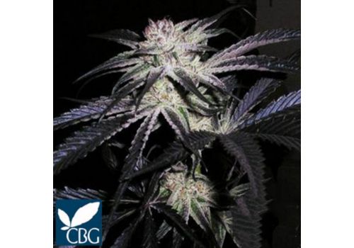 Cannabiogen Seeds Peyote Purple