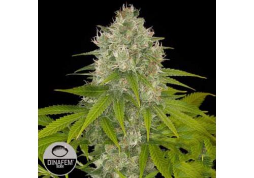 Dinafem Seeds Powerkush