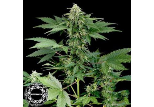 Dinafem Seeds Roadrunner AUTOMATIC