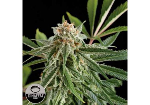 Dinafem Seeds Royale Haze