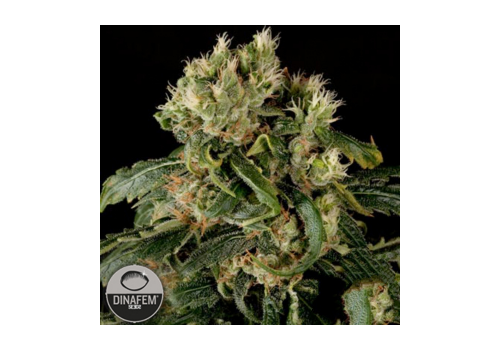 Dinafem Seeds Santa Sativa