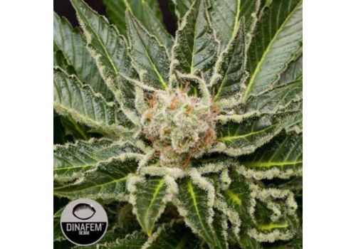 Dinafem Seeds Shark Attack
