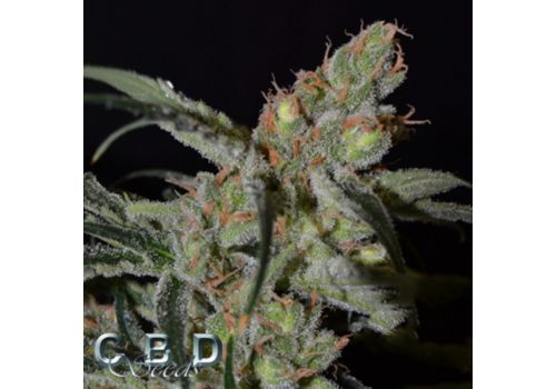 CBD Seeds Shark