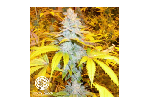 Bodhi Seeds Solo's Stash