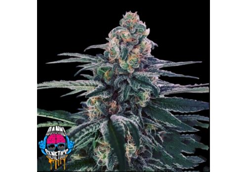 Dank Genetics Seeds Sour Cup Cookies