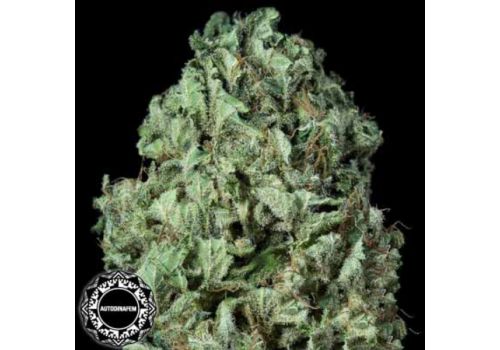 Dinafem Seeds Sour Diesel AUTO
