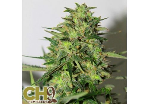 CH9 Seeds Special Indica 2014