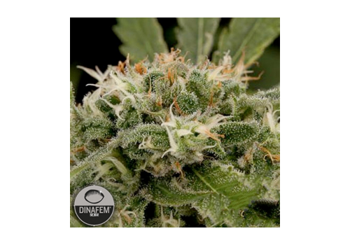Dinafem Seeds Strawberry Amnesia