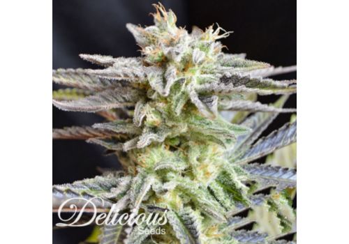 Delicious Seeds Sugar Black Rose