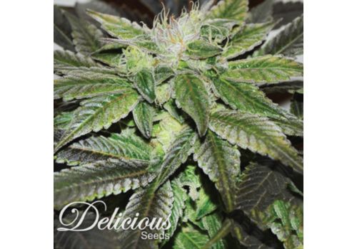 Delicious Seeds Sugar Candy