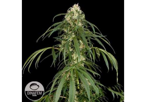 Dinafem Seeds Super Silver