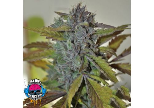 Dank Genetics Seeds Super Star Tahoe OG