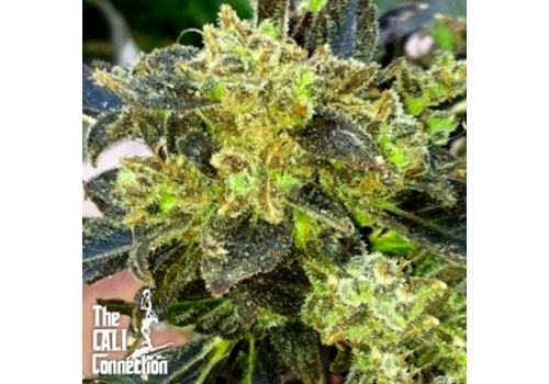 Cali Connection Seeds Boss Hogg