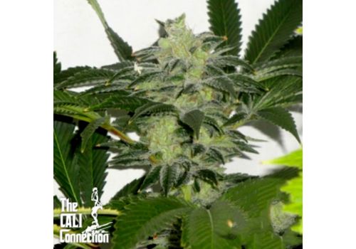 Cali Connection Seeds Chem 3OG