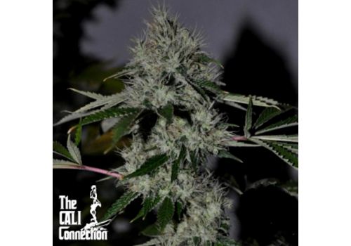 Cali Connection Seeds Chem 4OG