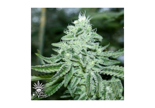CannaVenture Seeds Triple Nova