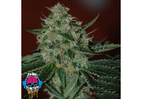 Dank Genetics Seeds True Triangle Gold