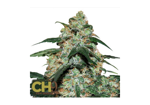 CH9 Seeds Vintage 2006