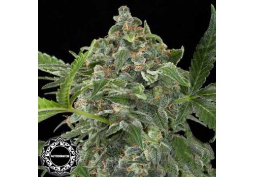 Dinafem Seeds White Cheese AUTO