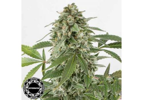 Dinafem Seeds White Widow AUTO