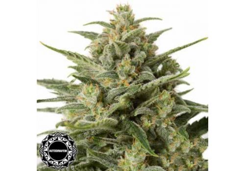 Dinafem Seeds White Widow XXL AUTO