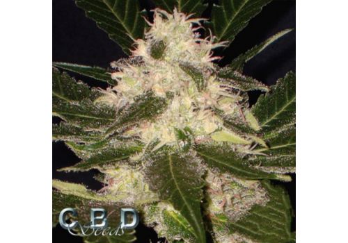 CBD Seeds Widow