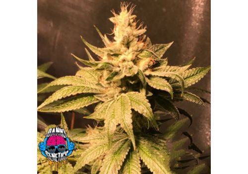 Dank Genetics Seeds Atomic Sour