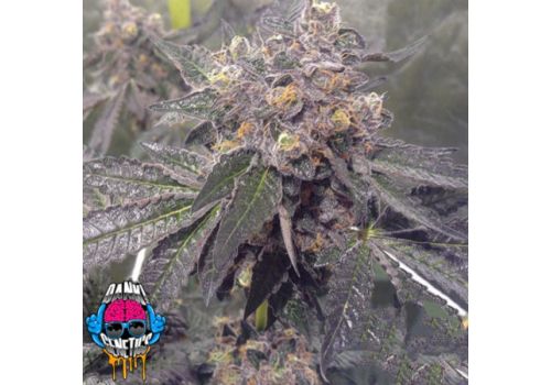 Dank Genetics Seeds Dank Sherbert