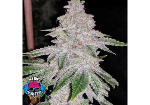 Dank Genetics Seeds Fresh Orange