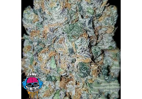 Dank Genetics Seeds Dank Sauce