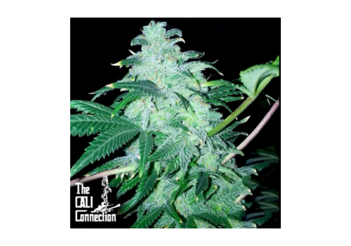 Cali Connection Seeds 22