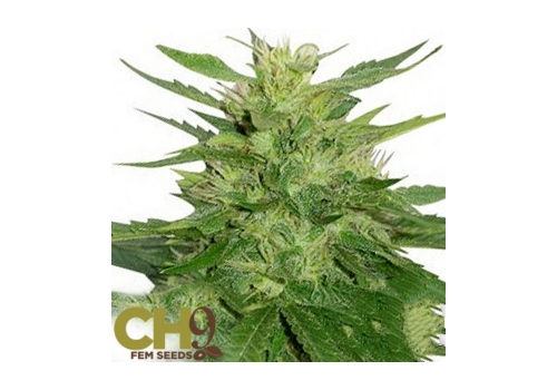 CH9 Seeds Skunk 2014