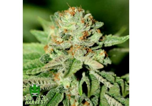 Devil's Harvest Seeds Chiesel