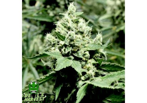 Devil's Harvest Seeds Devil's Dawg