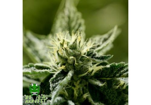 Devil's Harvest Seeds Sour Smurf