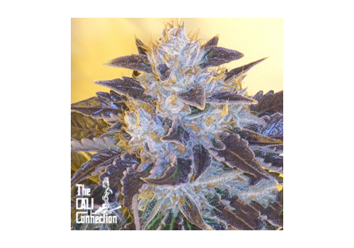 Cali Connection Seeds Grape OG