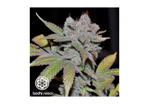 Bodhi Seeds Love Dawg