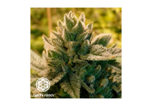 Bodhi Seeds Love Triangle
