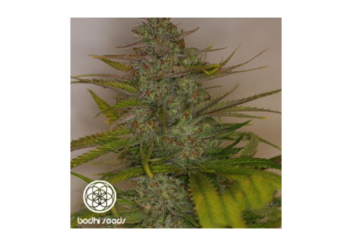 Bodhi Seeds Mountain Temple