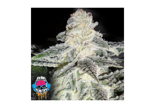 Dank Genetics Seeds Mouse Trap