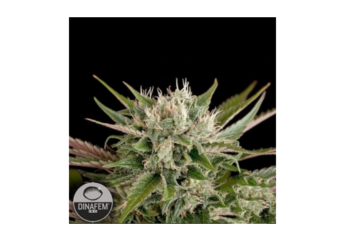 Dinafem Seeds Blue Cheese