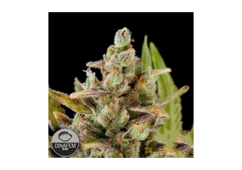 Dinafem Seeds Critical Kush