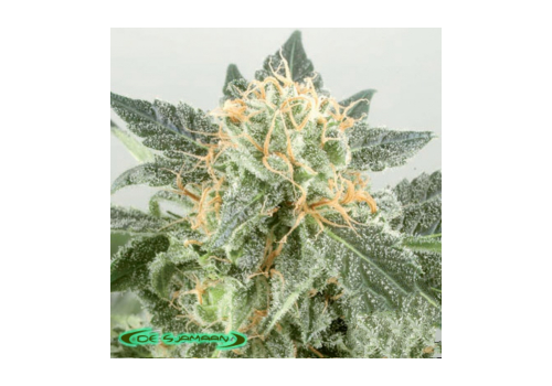 De Sjamaan Seeds Widow Ryder