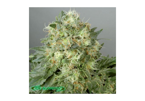 De Sjamaan Seeds White Widow