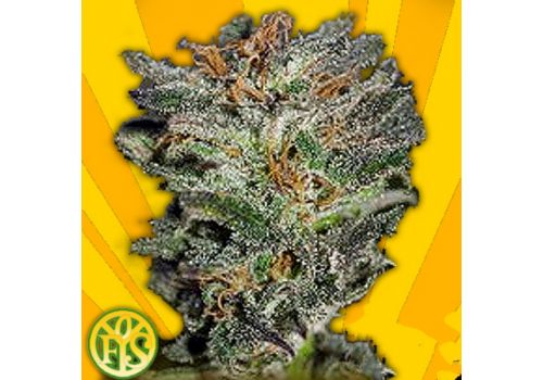 Freedom of Seeds Dieselicious