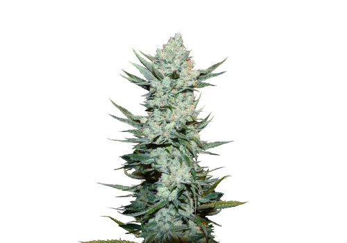 FastBuds Seeds Tangie'matic AUTO