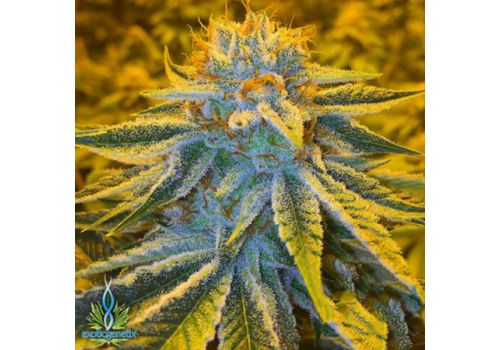 Exotic Genetix Seeds Adonis