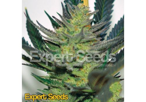 Expert Seeds Afghan Skunk