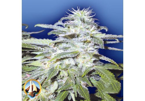 Flying Dutchmen Seeds Afghanica